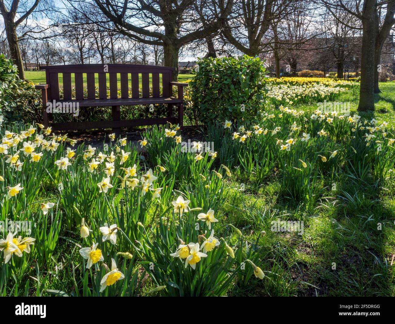 Daffodils in bloom at Belmont Park in Starbeck Harrogate North Yorkshire England Stock Photo Alamy