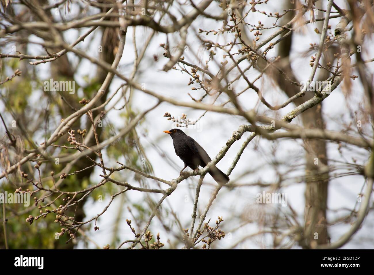 Male blackbird resting in an ash tree Stock Photo