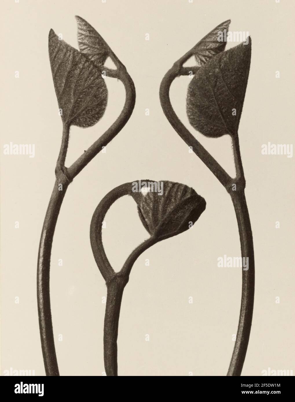 Aristolochia stems and leaves. Karl Blossfeldt (German, 1865 - 1932) Stock Photo
