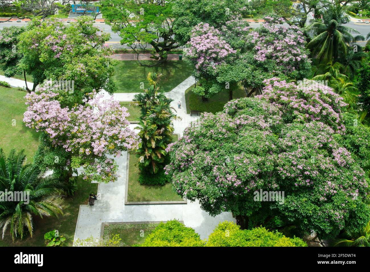 Singapore. 26th Mar, 2021. Flowers of trumpet trees blossom in