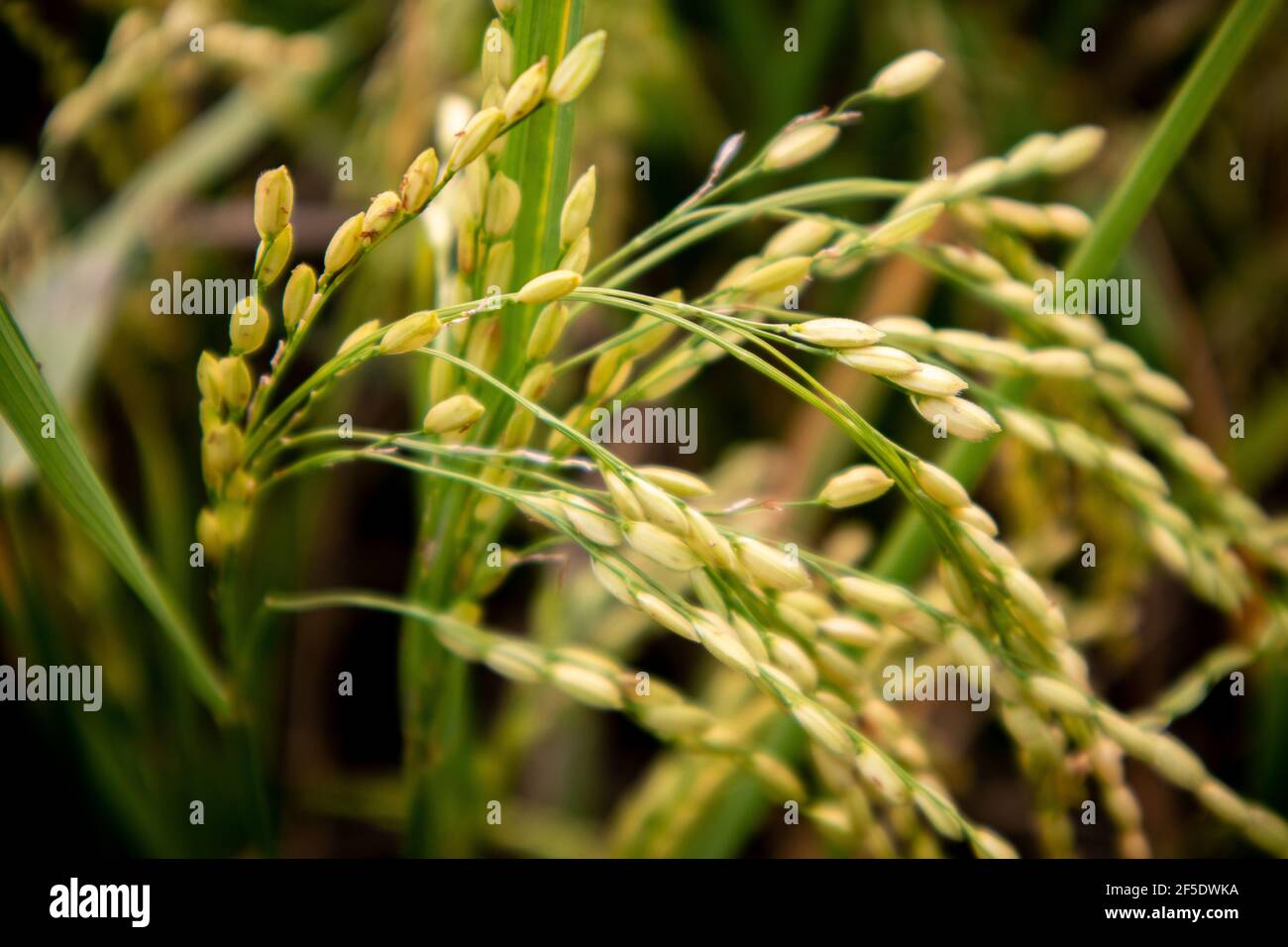 crop field with medium ripe paddy  and a closeup shot. Stock Photo