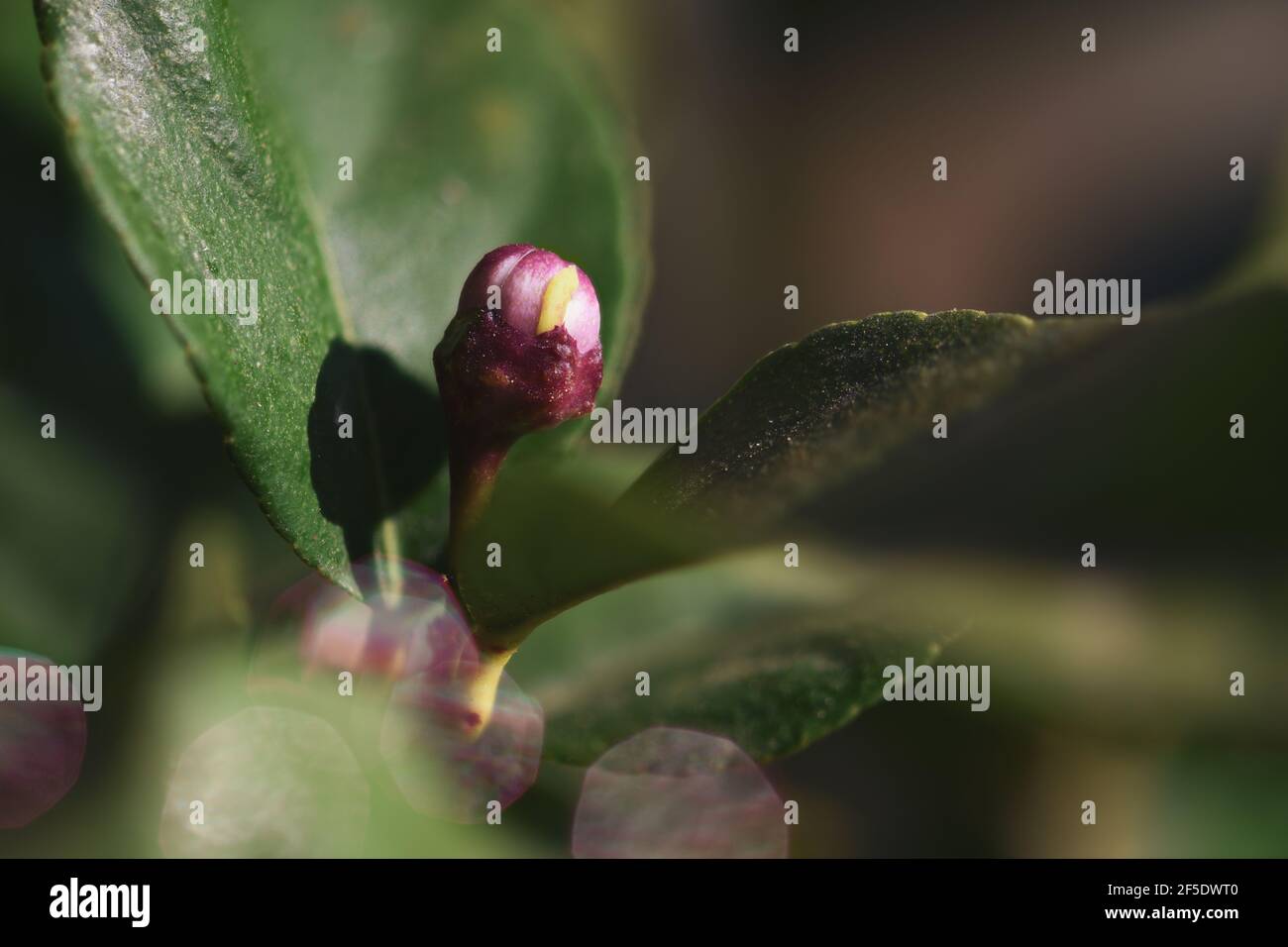 Dark pink flower bud of a lemon tree (Citrus limon). Close-up, macro photography with soft bokeh background. Stock Photo