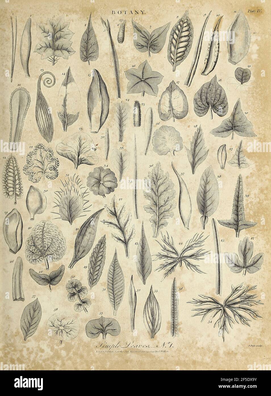 Linnean System.drawing Linnean classification system hi-res stock photography and images - Alamy