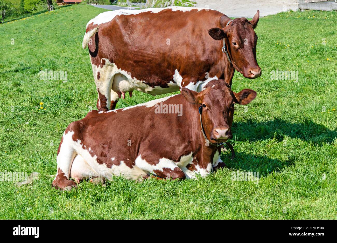 Two cows in a green meadow. Pinzgauer cattle on green pasture next to a farm in springtime. Breed of domestic cattle from the Pinzgau region, Austria. Stock Photo