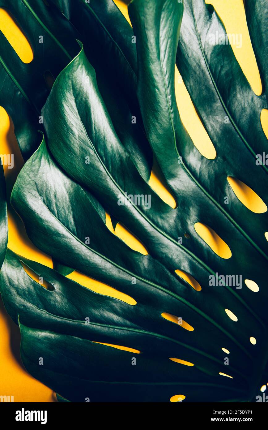 Tropical monstera leaves on yellow Stock Photo Alamy