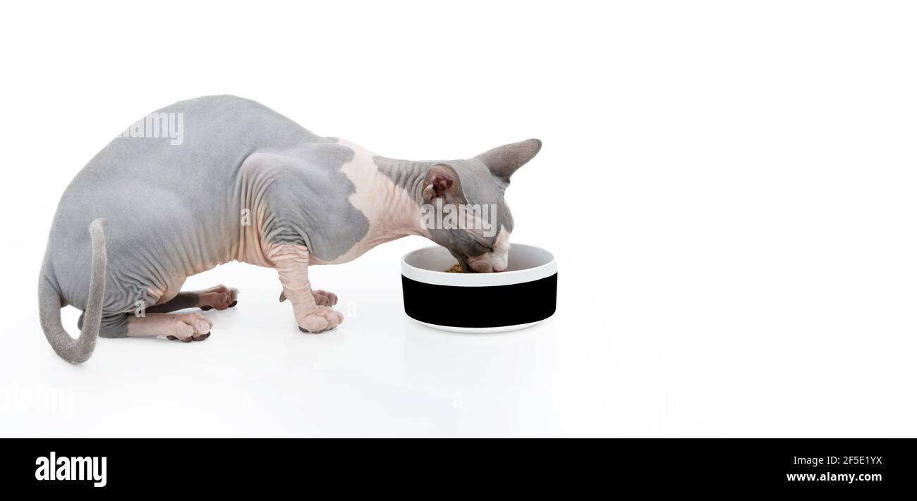 sphynx cat eating