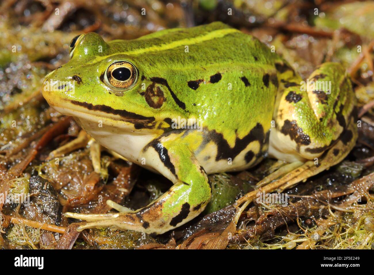 Pool frog (Pelophylax lessonae) in natural habitat Stock Photo