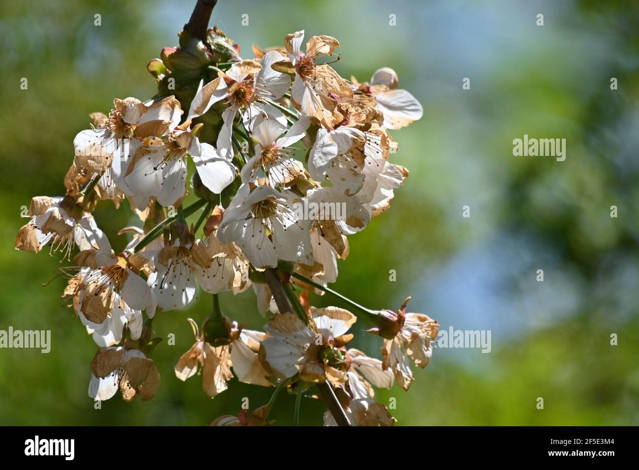 Uk Nature Stock Photo