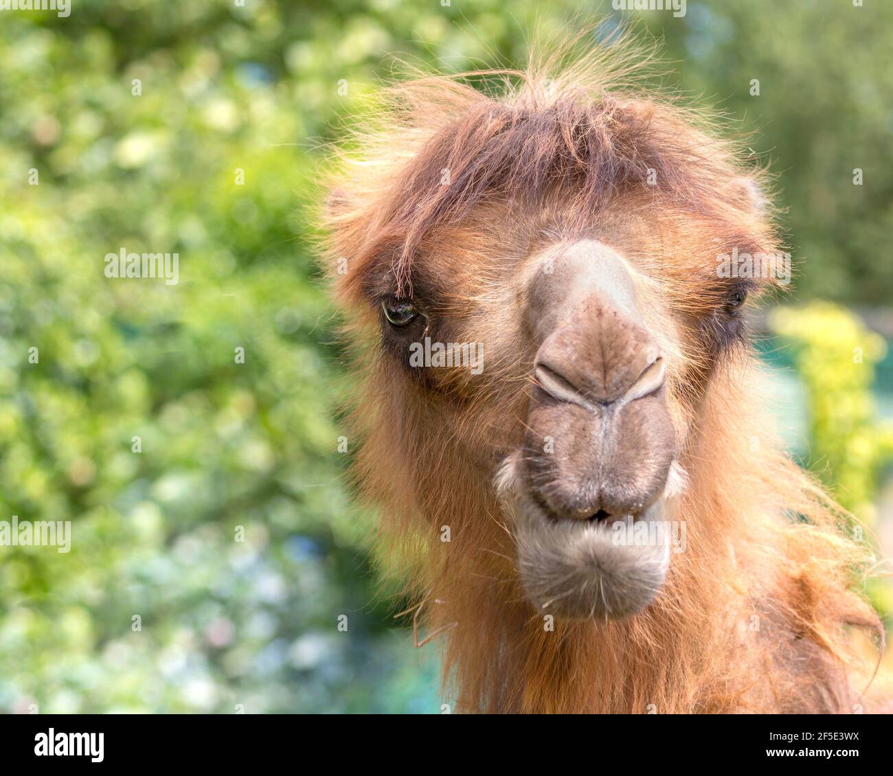 Camel full face portrait with green leaves in background Stock Photo ...