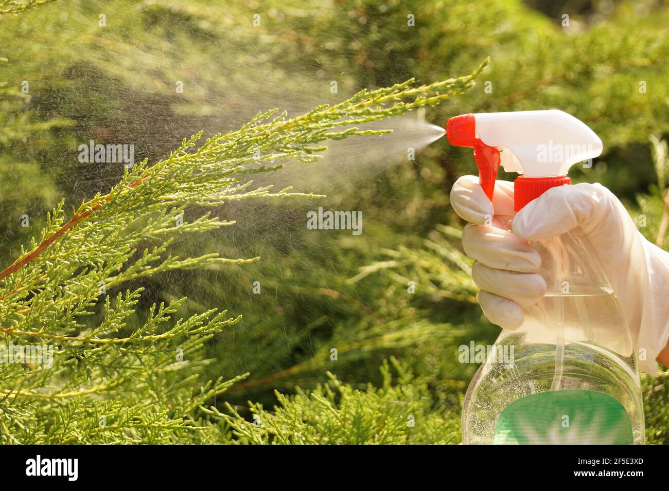 Garden plant care. Spraying against plant diseases. Stock Photo