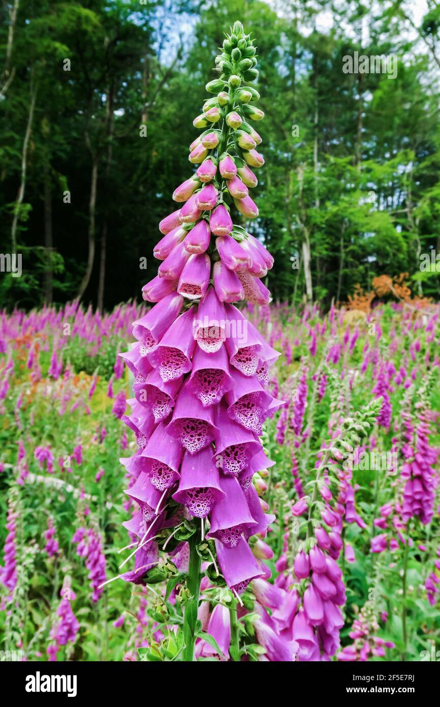 Common Foxglove (Digitalis purpurea) growing in profusion on chalk soil