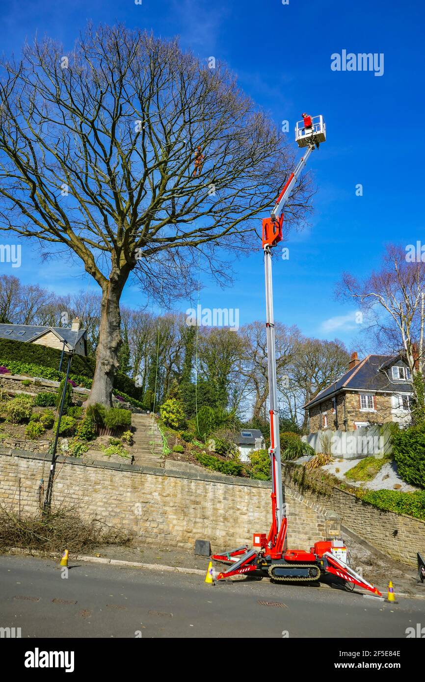 Workmen trimming tall tree in Sheffield, South Yorkshire, UK Stock Photo