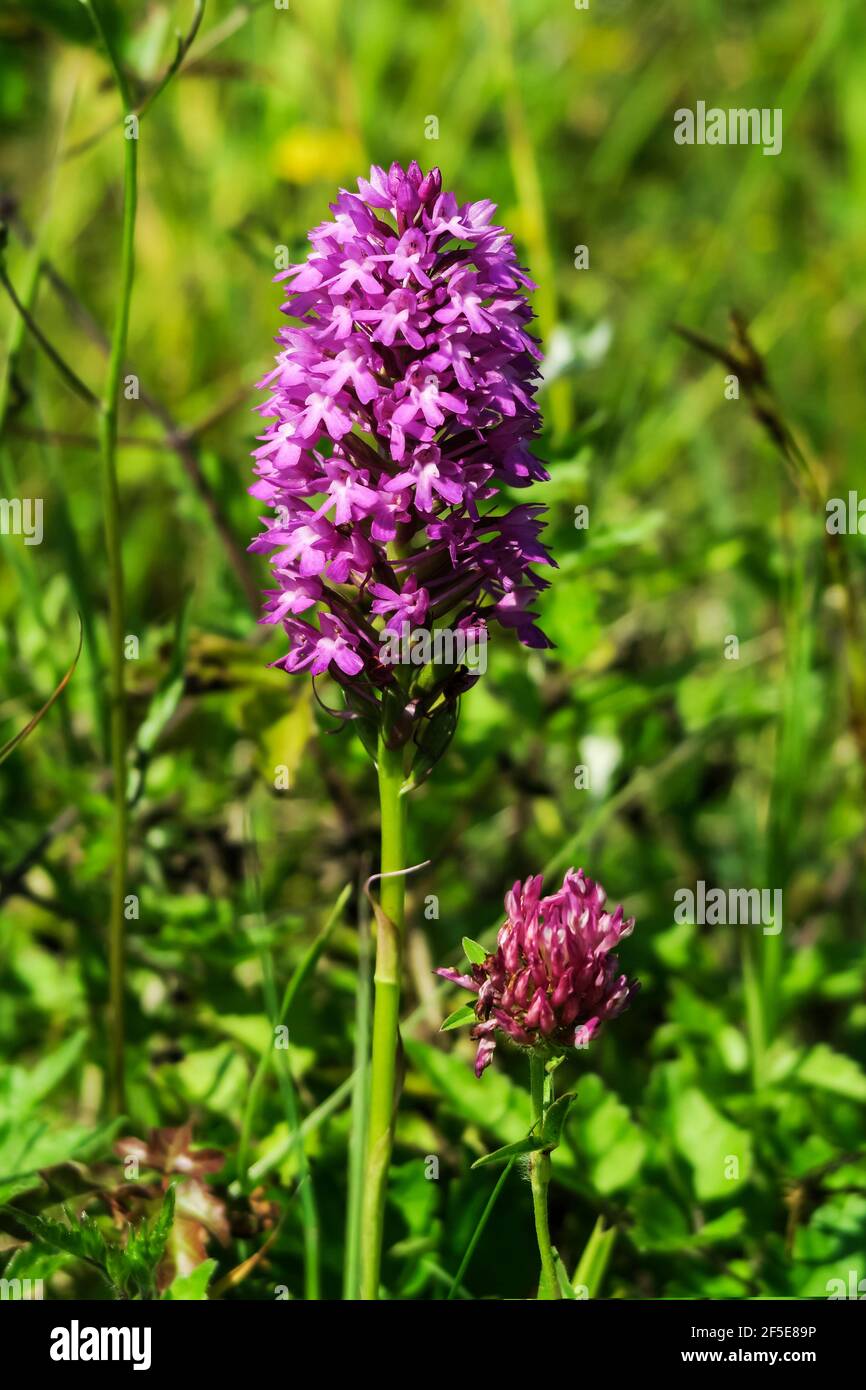 Pyramidal orchid (Anacamptis pyramidalis), that favours chalky soils