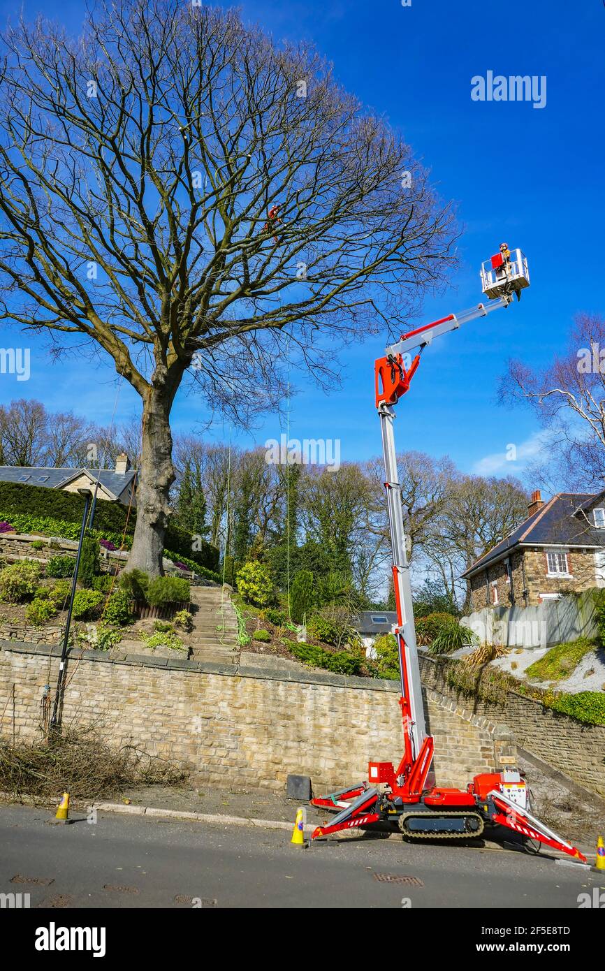Workmen trimming tall tree in Sheffield, South Yorkshire, UK Stock Photo