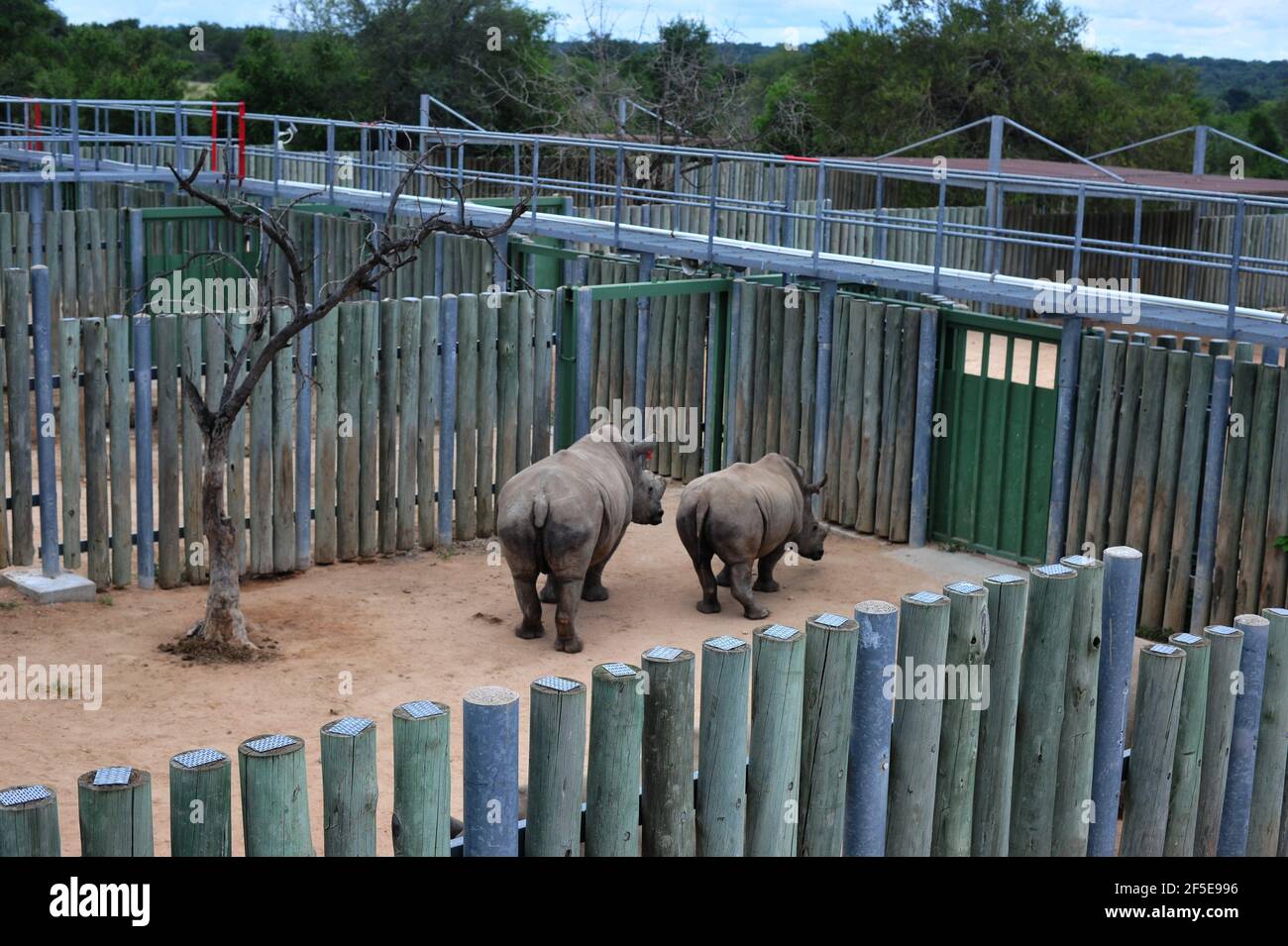 Rhino calves orphaned by poaching are looked after by surrogate moms in a secure enclosure before they are released back into the wild in the Kruger Stock Photo