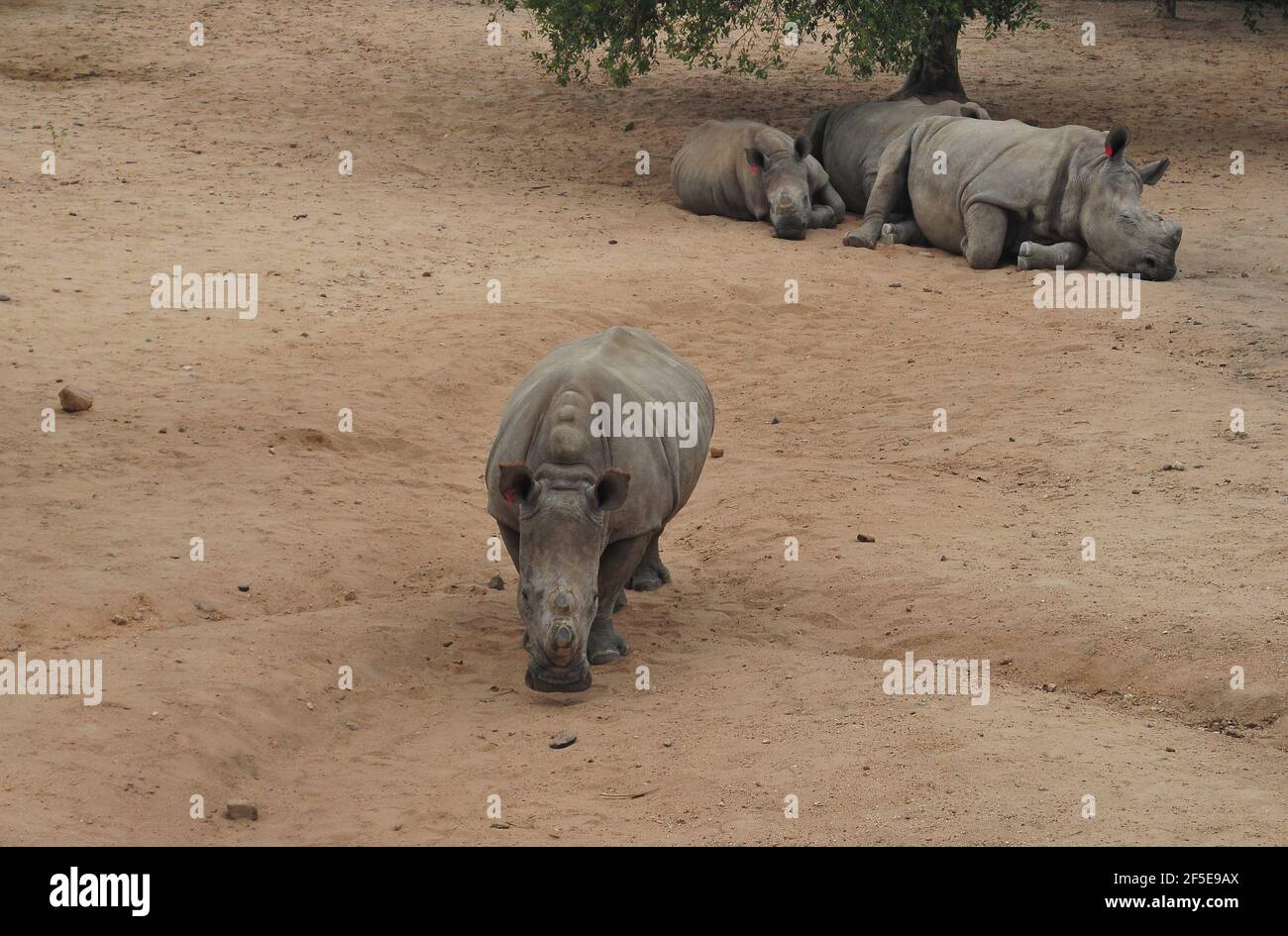 Rhino calves orphaned by poaching are looked after by surrogate moms in a secure enclosure before they are released back into the wild in the Kruger Stock Photo