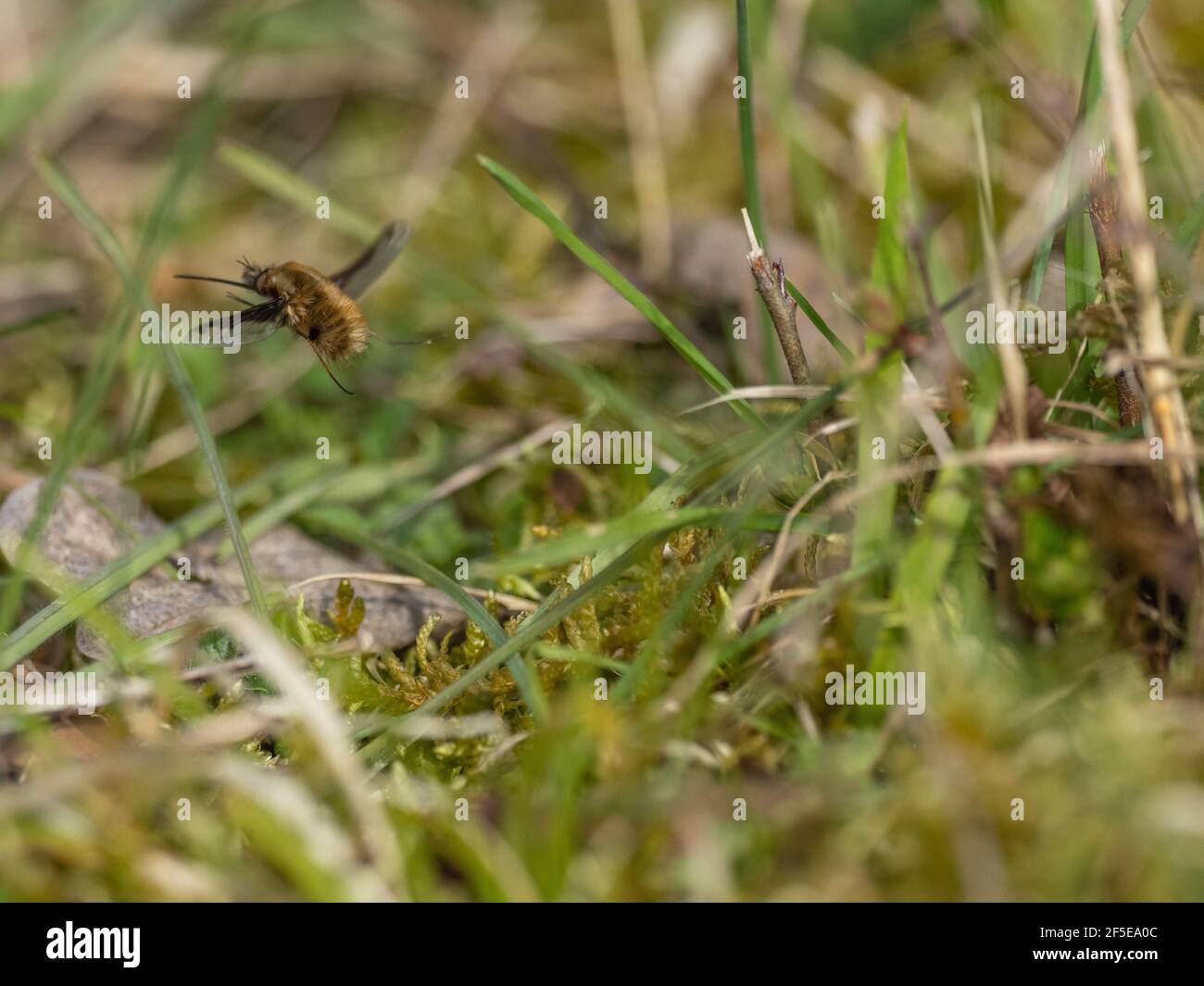 Bee Fly in Flight on a Common Primrose in Spring Stock Photo
