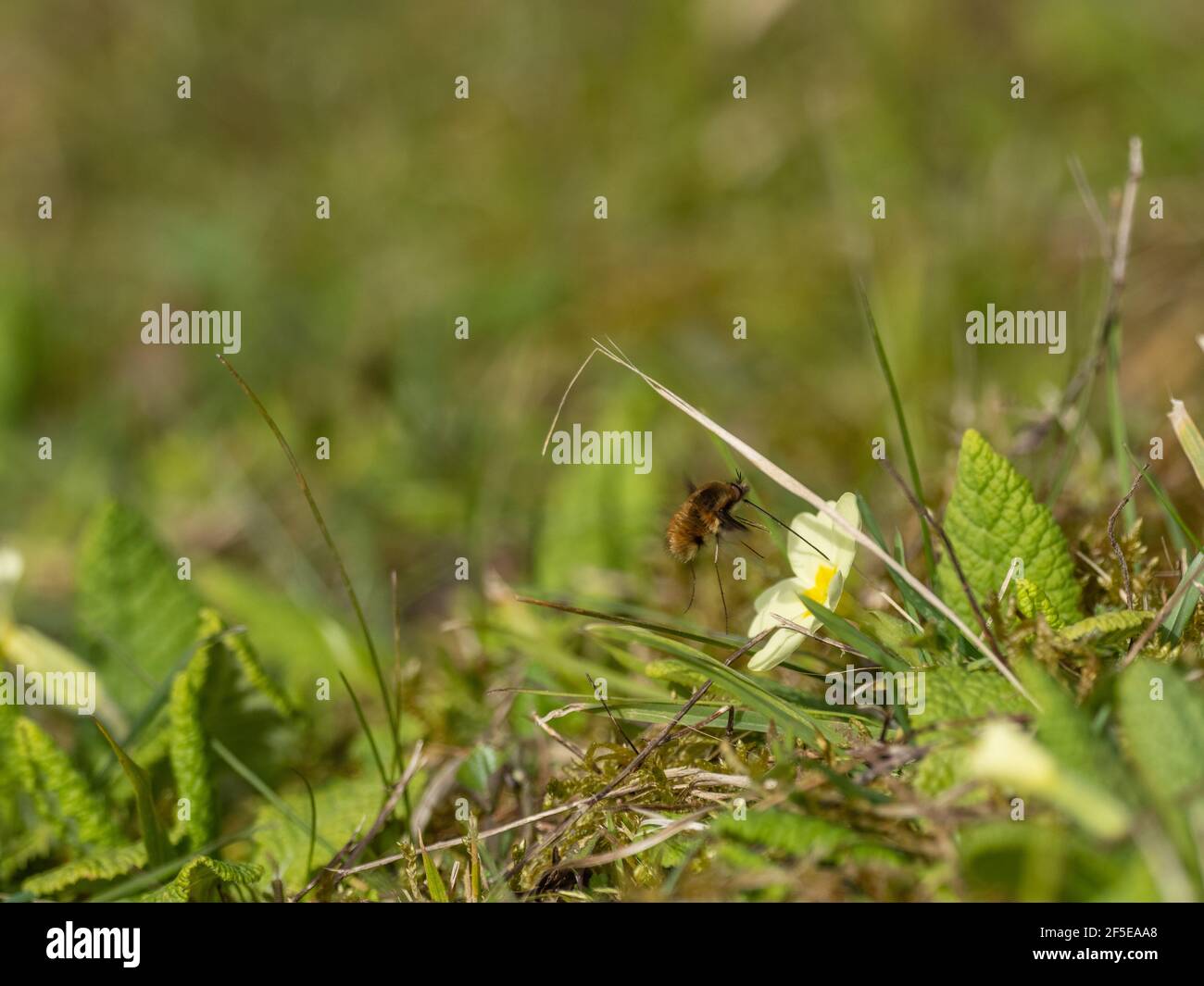 Bee Fly in Flight on a Common Primrose in Spring Stock Photo