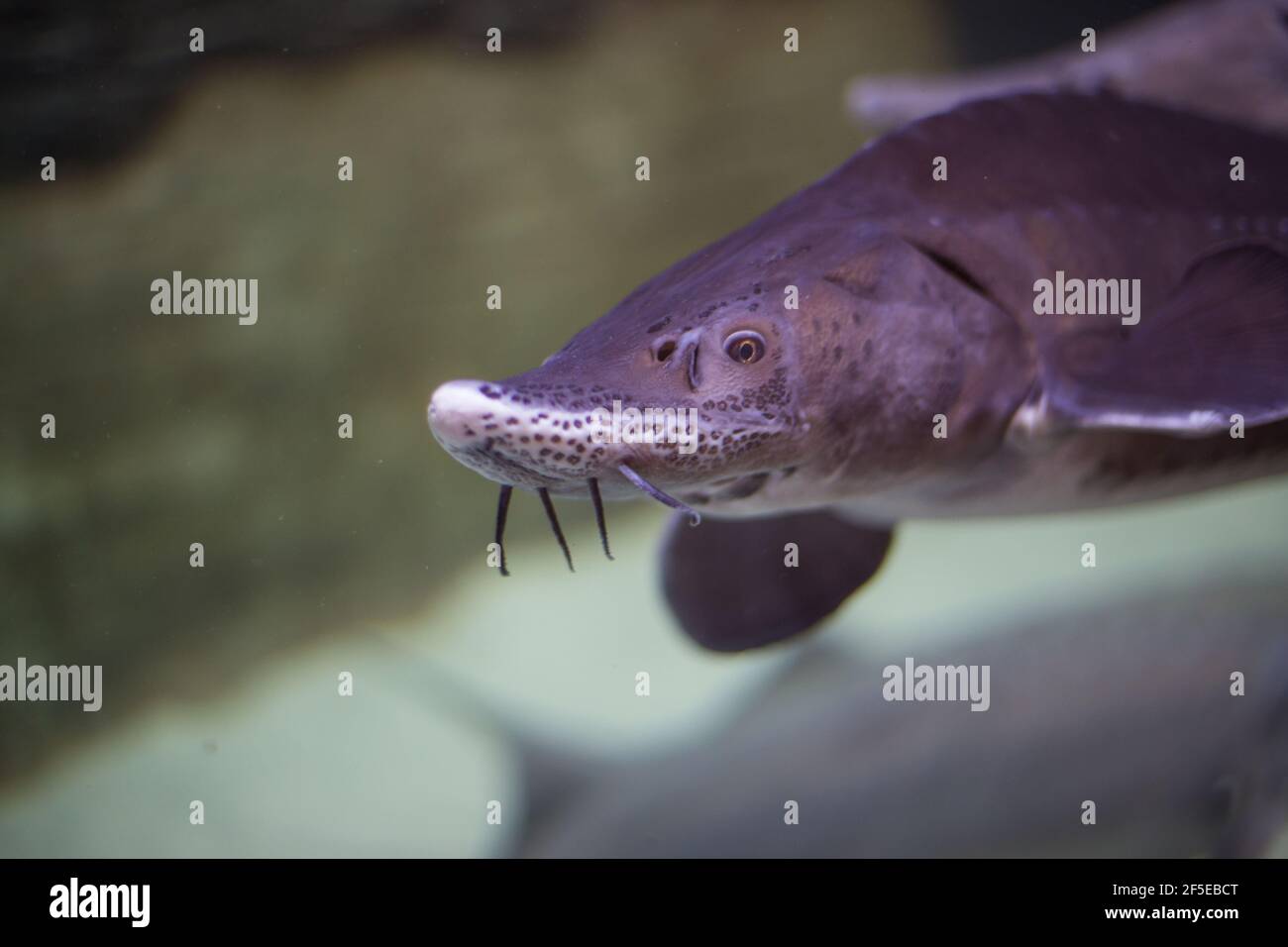 big sturgeon fish swims in water, behind glass in an aquarium Stock Photo