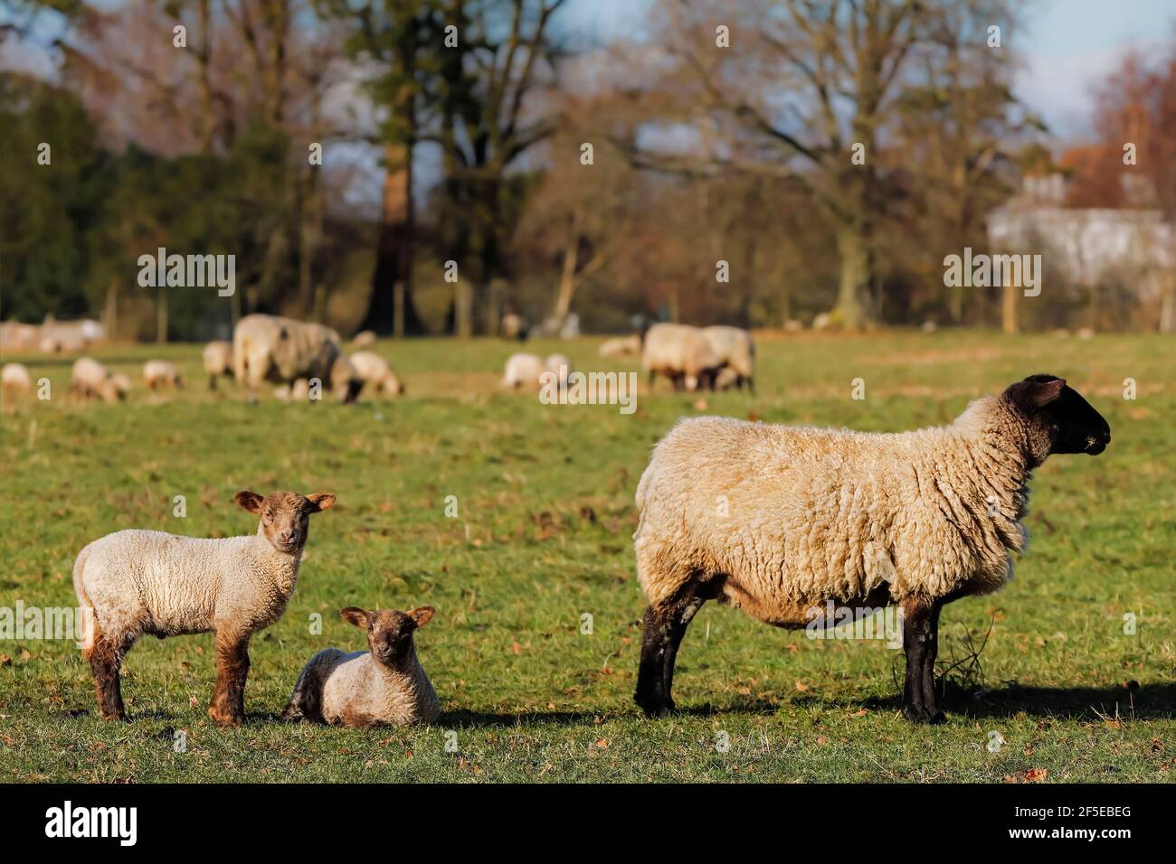 South Suffolk Lambs
