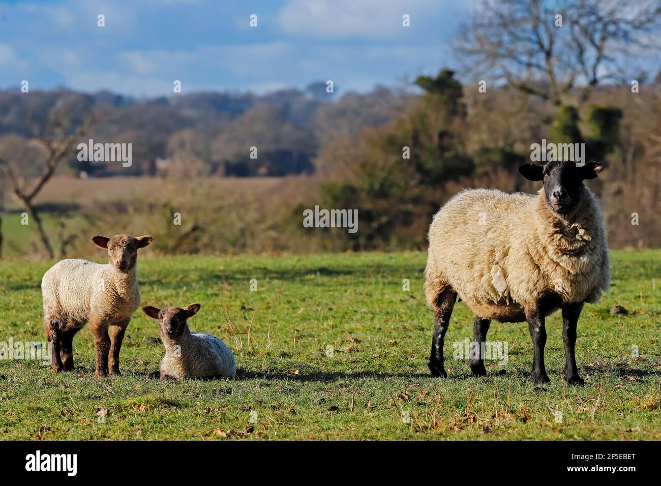 Lambs of the Suffolk breed of sheep with distinctive all black head
