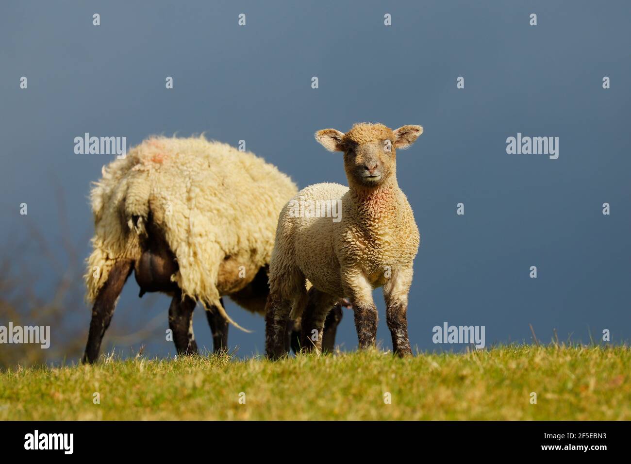 Lamb of the Suffolk breed of sheep with it's mother ewe in pasture in the Chiltern Hills; Northend, Watlington, Oxfordshire, UK Stock Photo