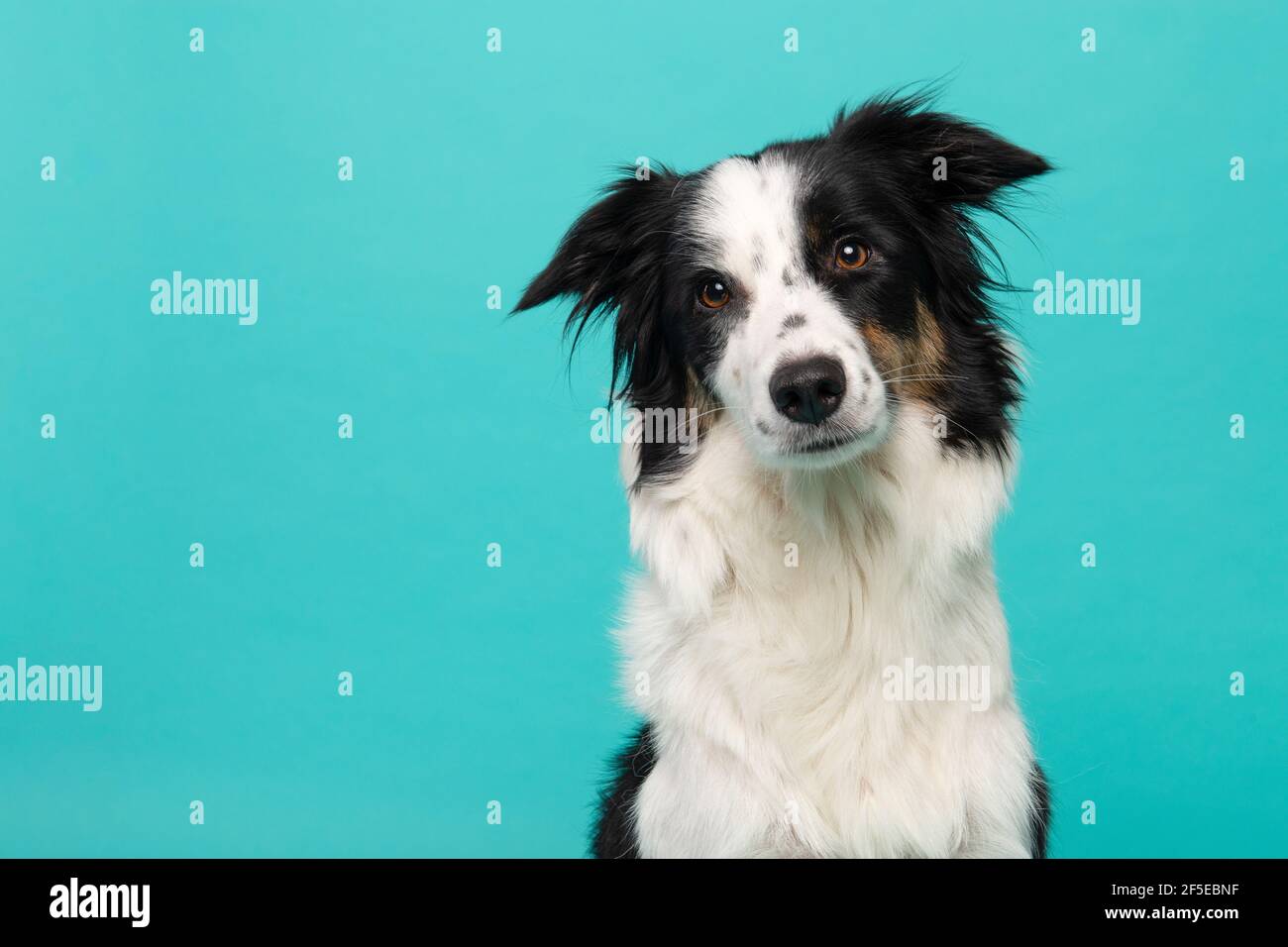 Portrait of border collie looking at the camera on a turquoise blue background Stock Photo