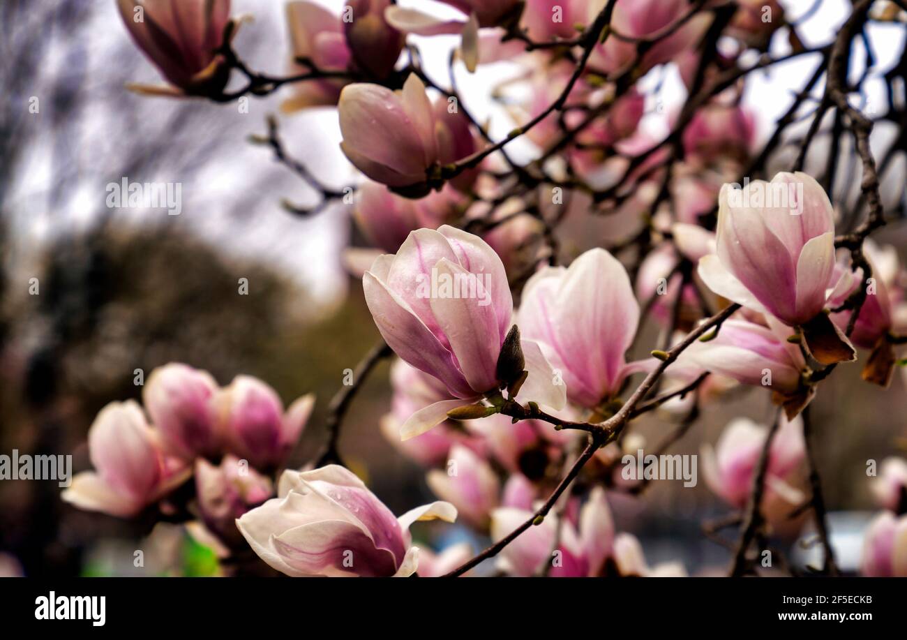 Magnolia tree in early spring bloom Stock Photo - Alamy
