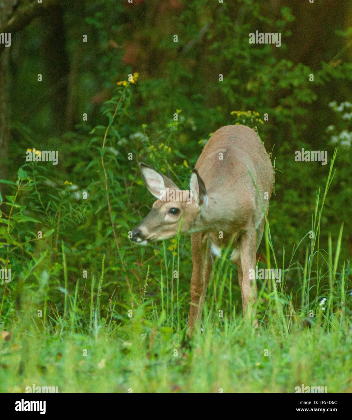 Closeup shot of a deer in hiding the forest behind the greenery Stock Photo