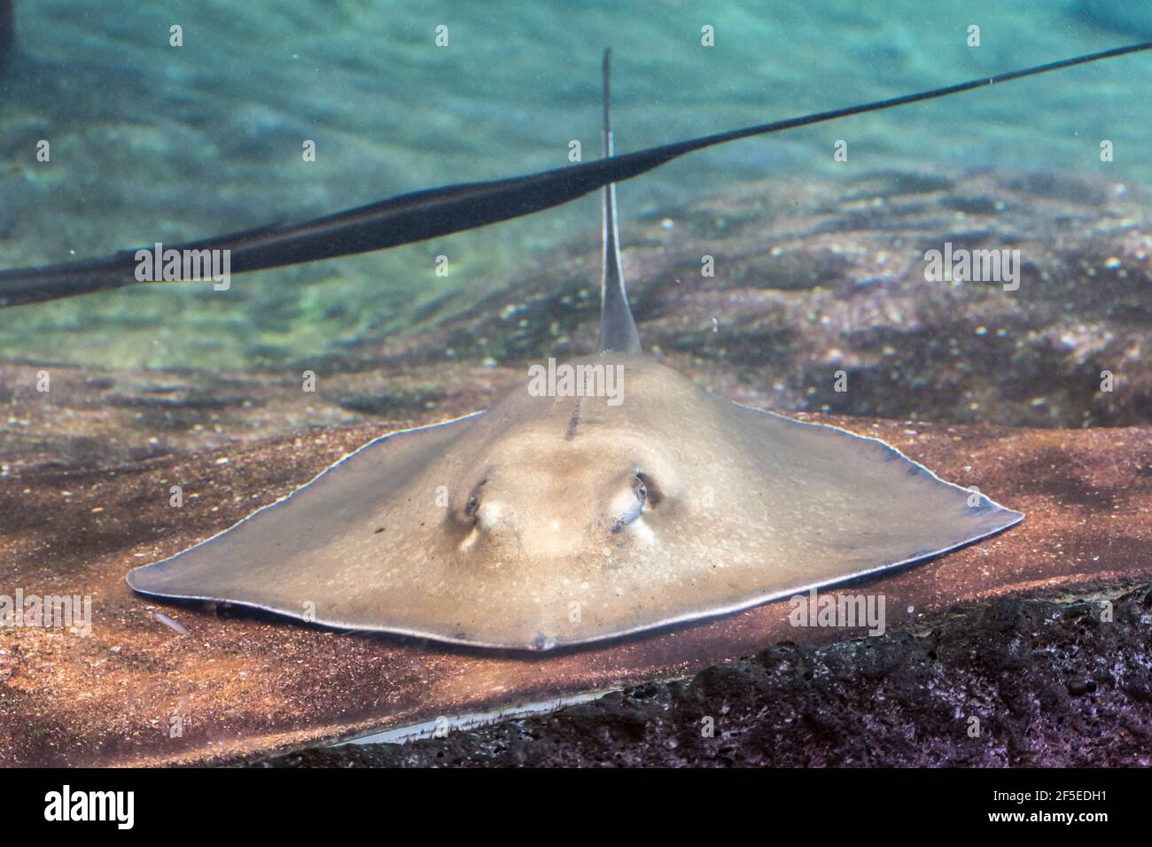 Batoids fish shot underwater on the ground surface Stock Photo - Alamy