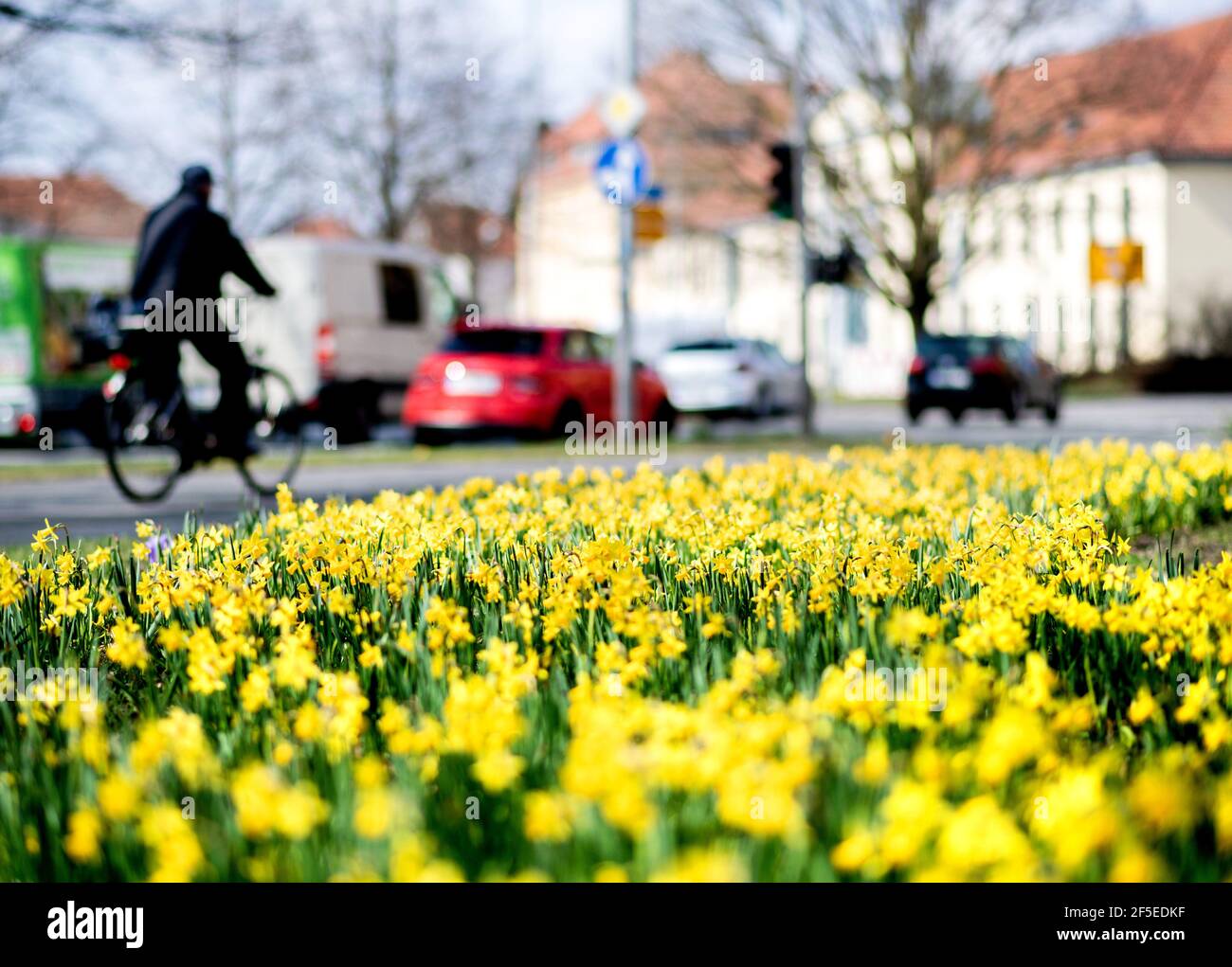 Oldenburg, Germany. 26th Mar, 2021. Daffodils bloom in sunny weather in a meadow at the