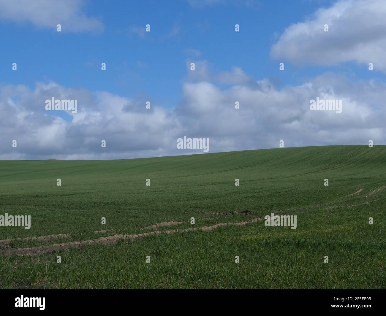 Eastchurch, Kent, UK. 26th March, 2021. UK Weather: a field in Eastchurch,  Kent bears an uncanny resemblance to the famous 'Windows XP' desktop  background during today's sunny spells and cloudscapes. Credit: James