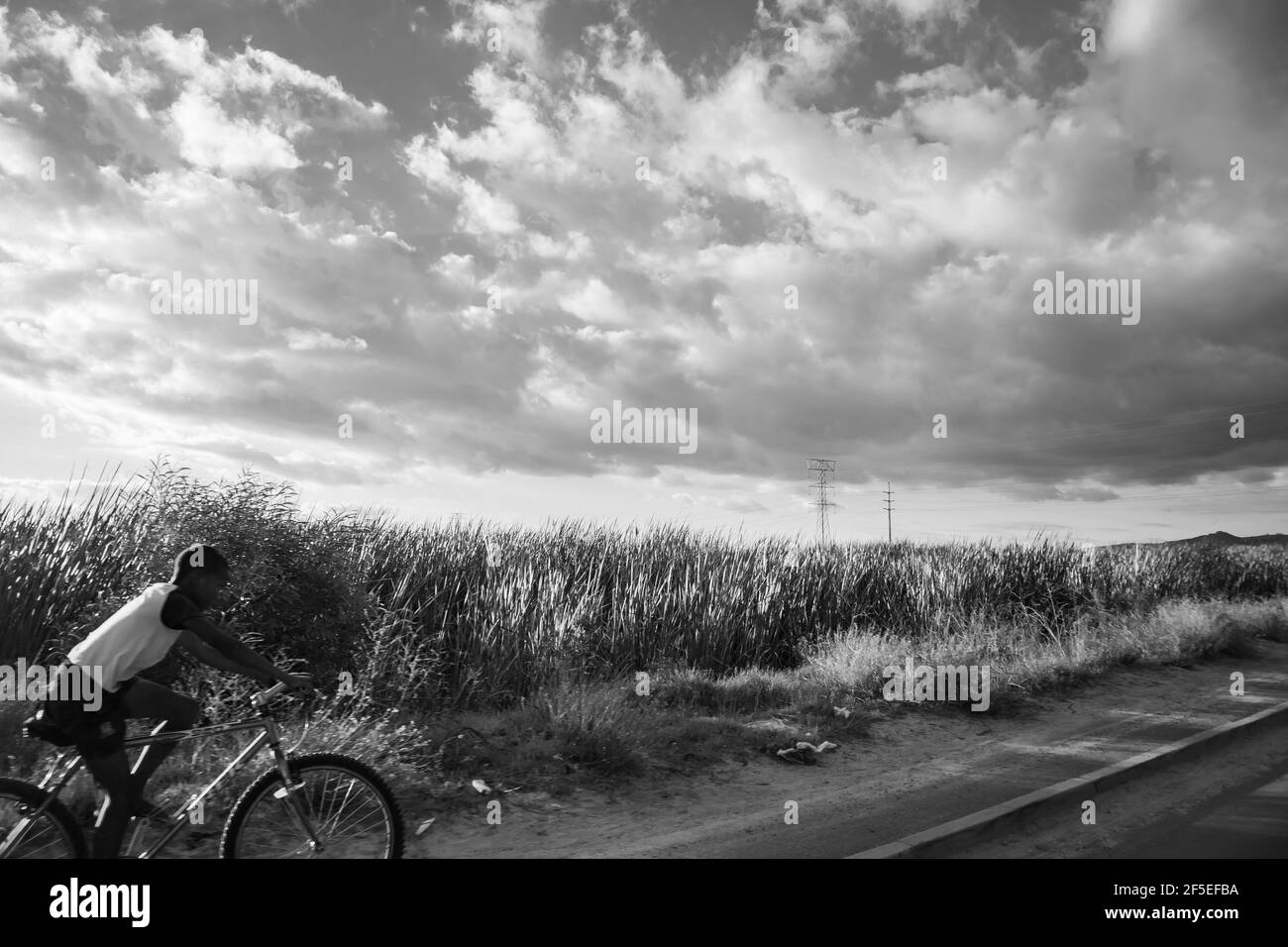 Stellenbosch- Cape Town, South Africa - 18-03-2021 Black and white shot of sun setting and reflecting off of blades of grass. Boy riding by on bike. Stock Photo