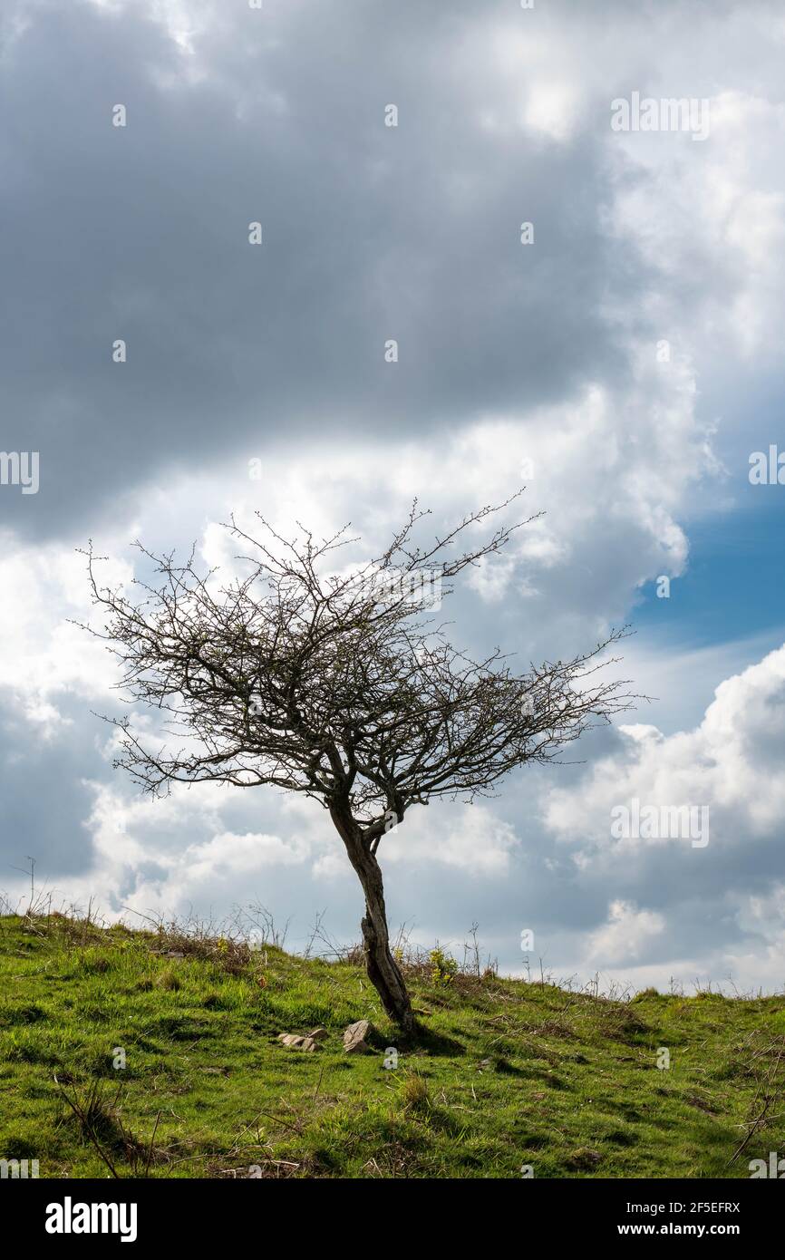 A lonely leafless tree on the top of a mountain with dramatic sky Stock Photo