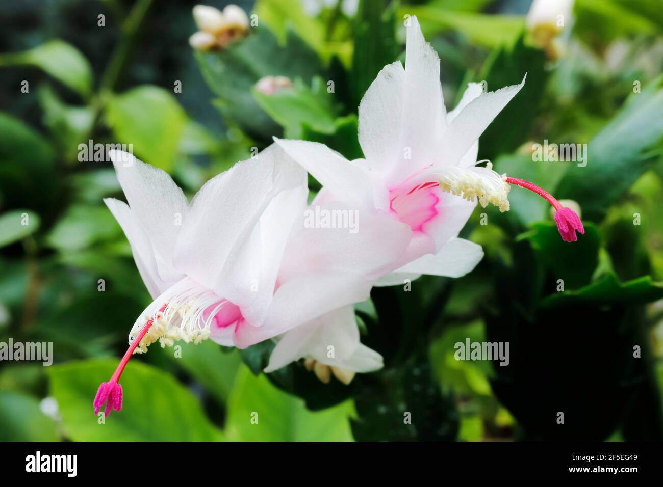 Beautiful white, pink, red flowers on Schlumbergera, an unusual cacti variant from Brazil. A popular indoor winter plant known as 'Christmas cactus'. Stock Photo