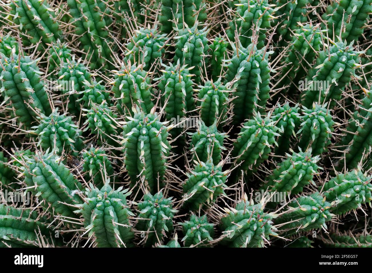 Euphorbia enopla (Pincushion Spurge), a dark green cactuslike