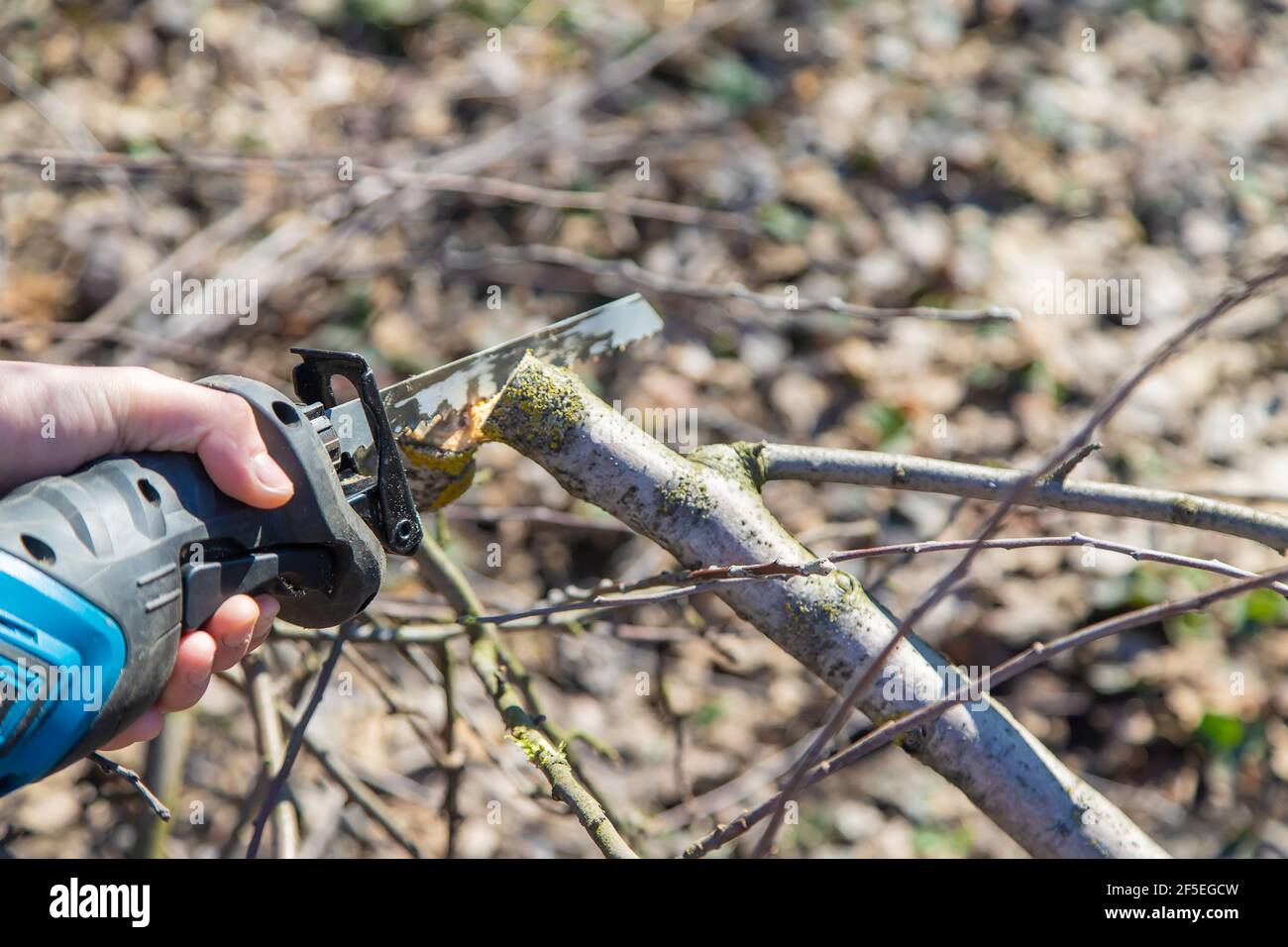 pruning trees with an electric saw Stock Photo Alamy
