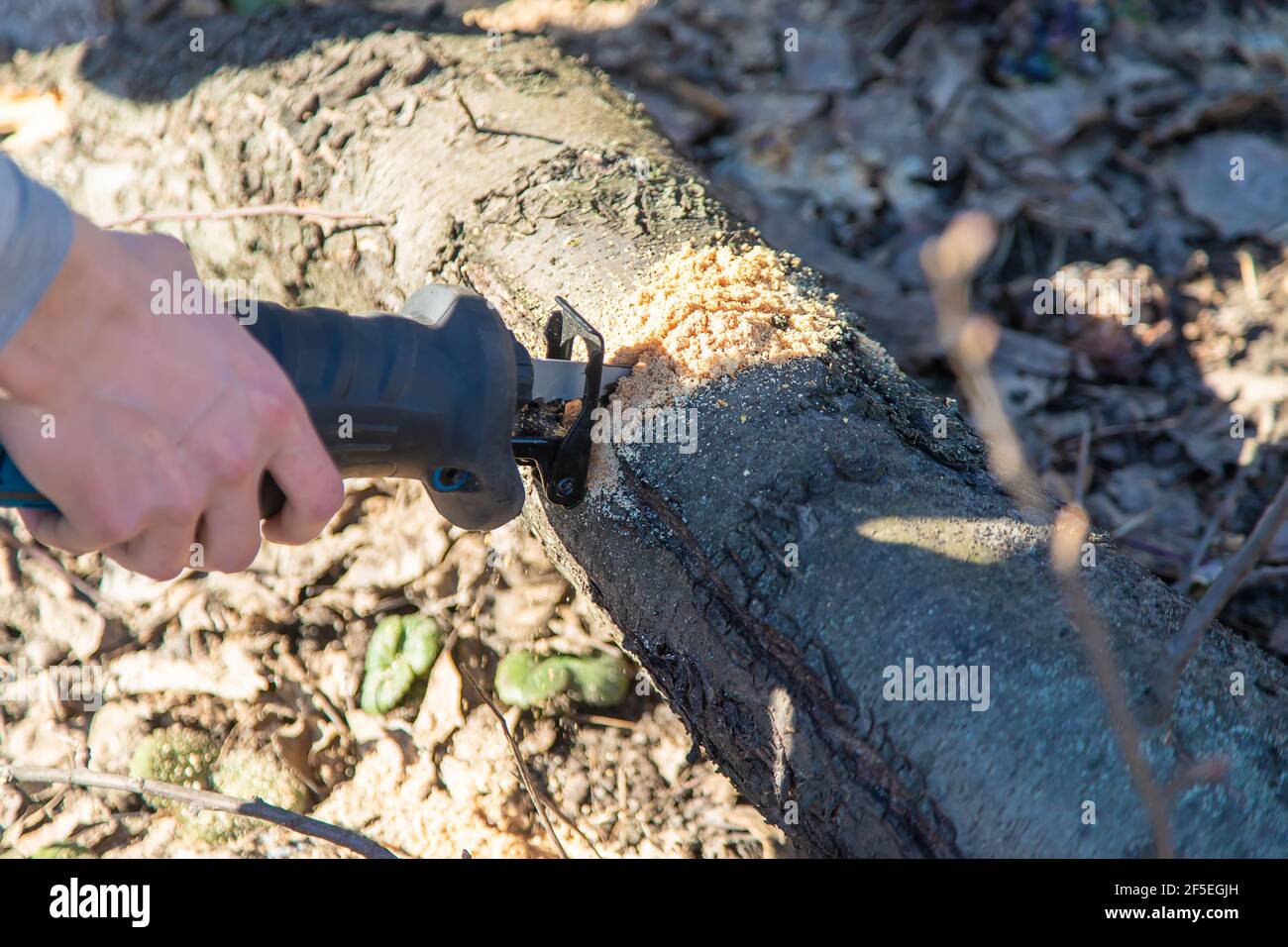 pruning trees with an electric saw Stock Photo Alamy