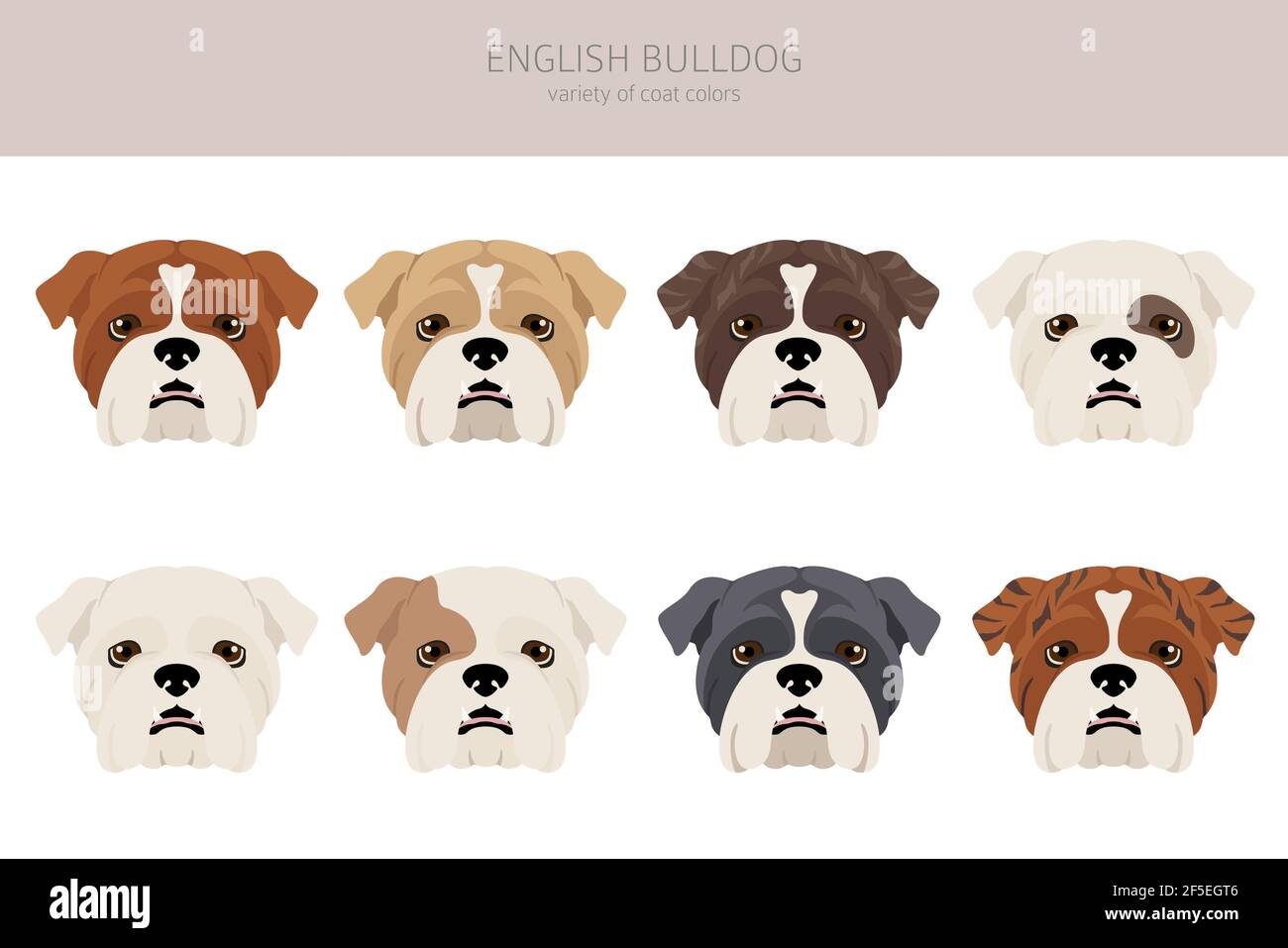 English bulldog clipart. Different poses, coat colors set. Vector  illustration Stock Vector Image \u0026 Art - Alamy, image size:1300x957