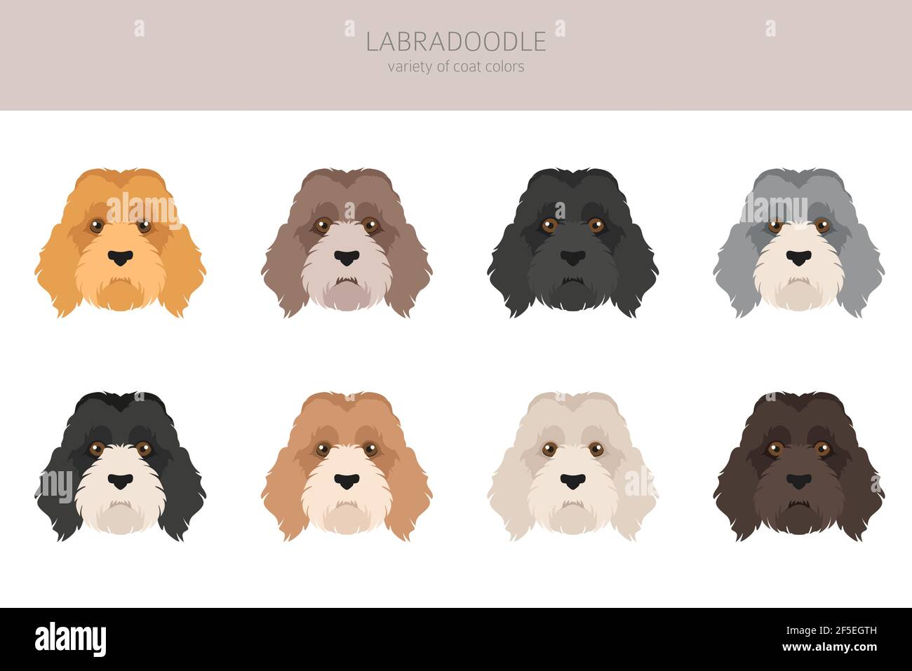 Labradoodle clipart. Different poses, coat colors set. Vector ...