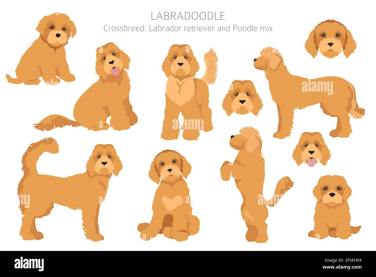 different labradoodle coats