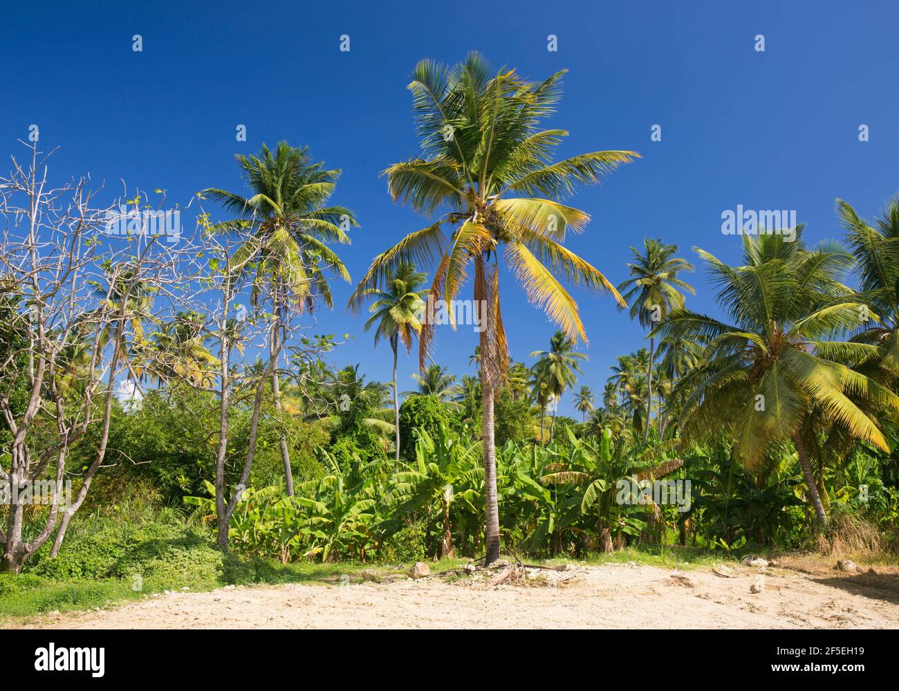 Bananas and coconuts trees hi-res stock photography and images - Alamy
