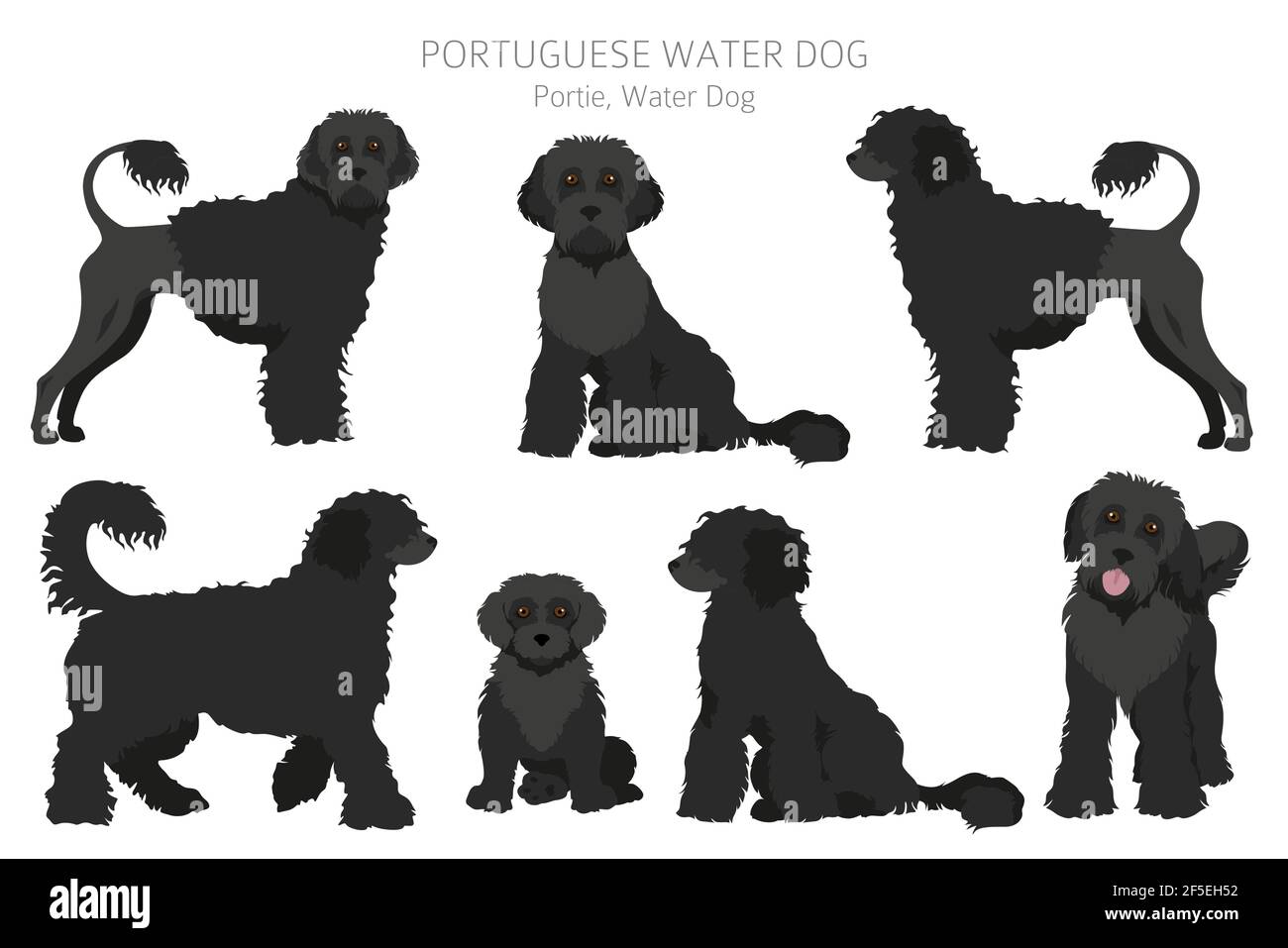 Portuguese water dog clipart. Different poses, coat colors set.  Vector illustration Stock Vector