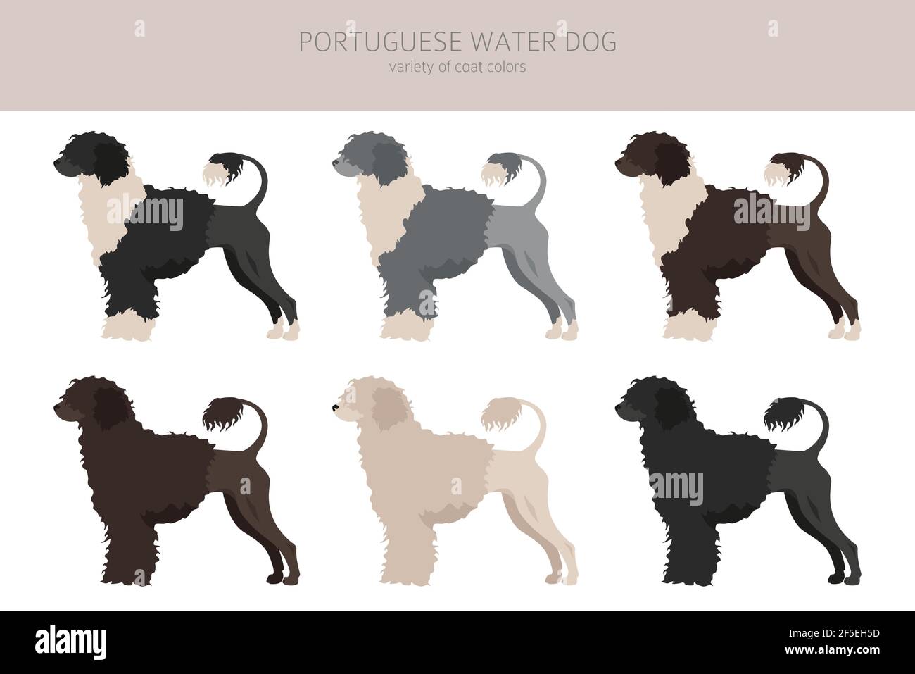 Portuguese Water Dog Jacket Portuguese Water Dog Jacket