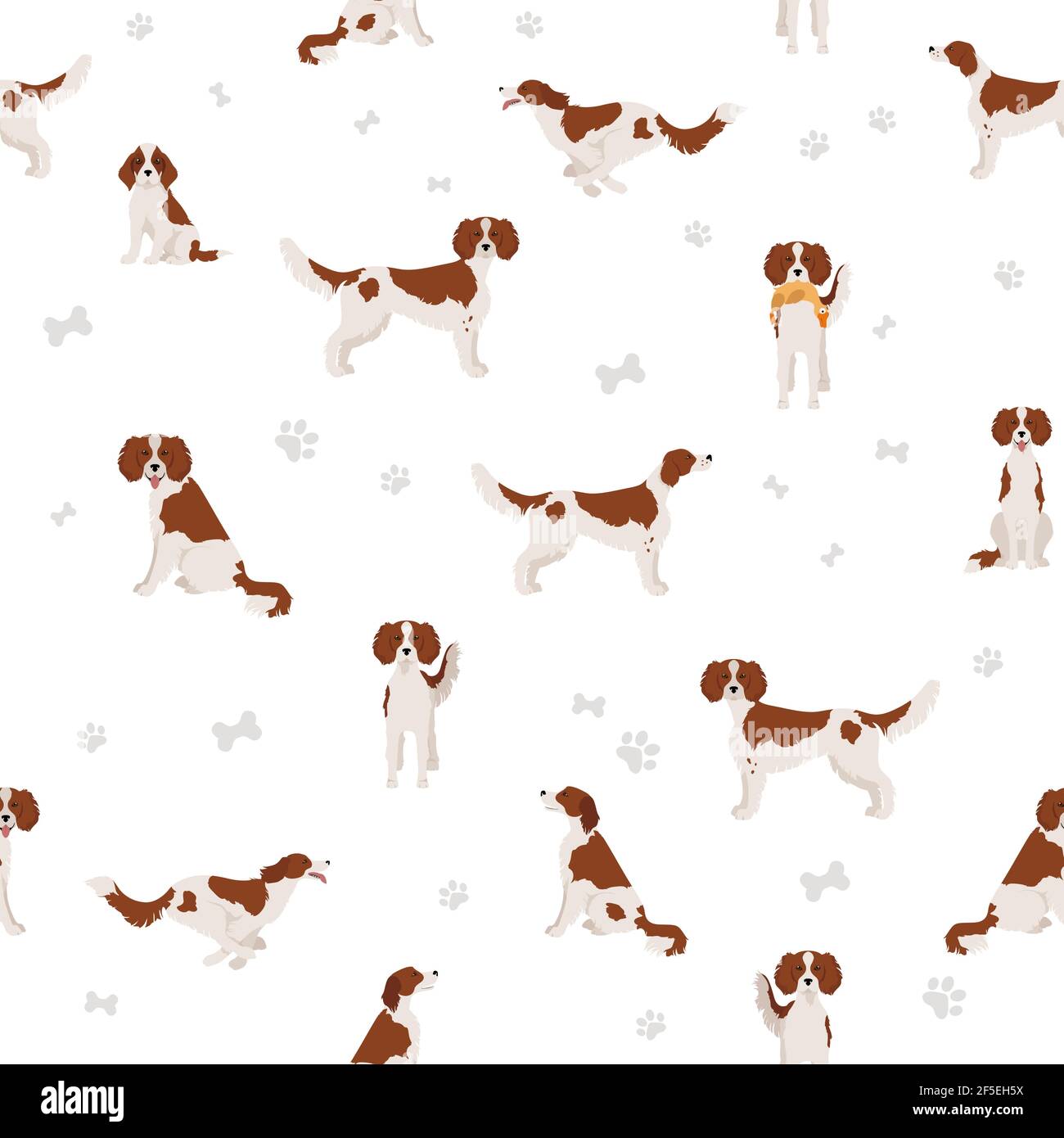 Irish red and white setter seamless pattern. Different poses, coat