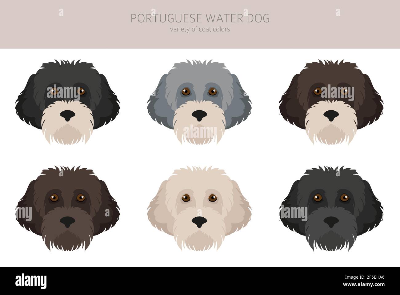 Portuguese water dog clipart. Different poses, coat colors set. Vector