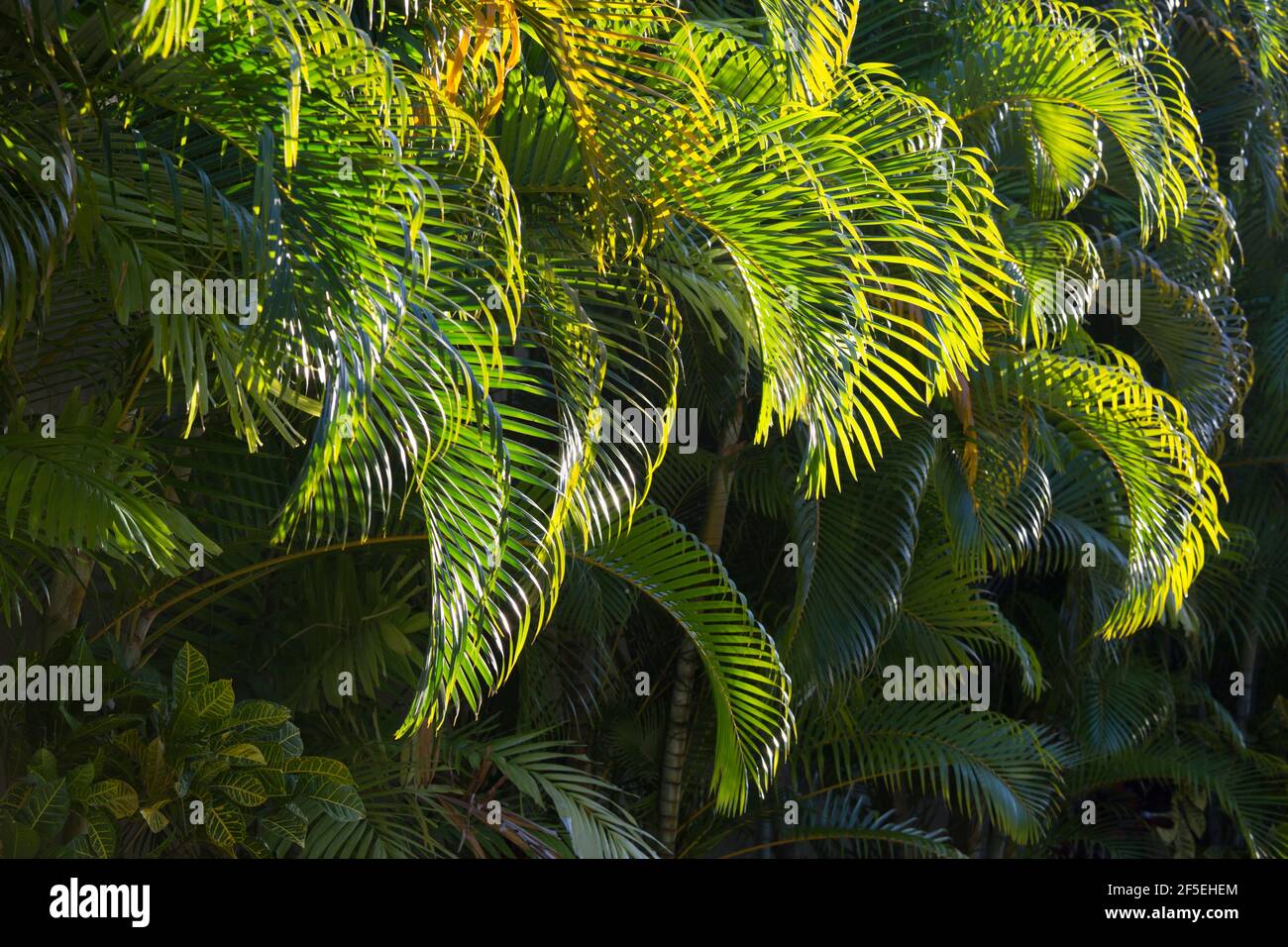 Marigot Bay, Castries, St Lucia. Backlit areca palm fronds at sunrise. Stock Photo