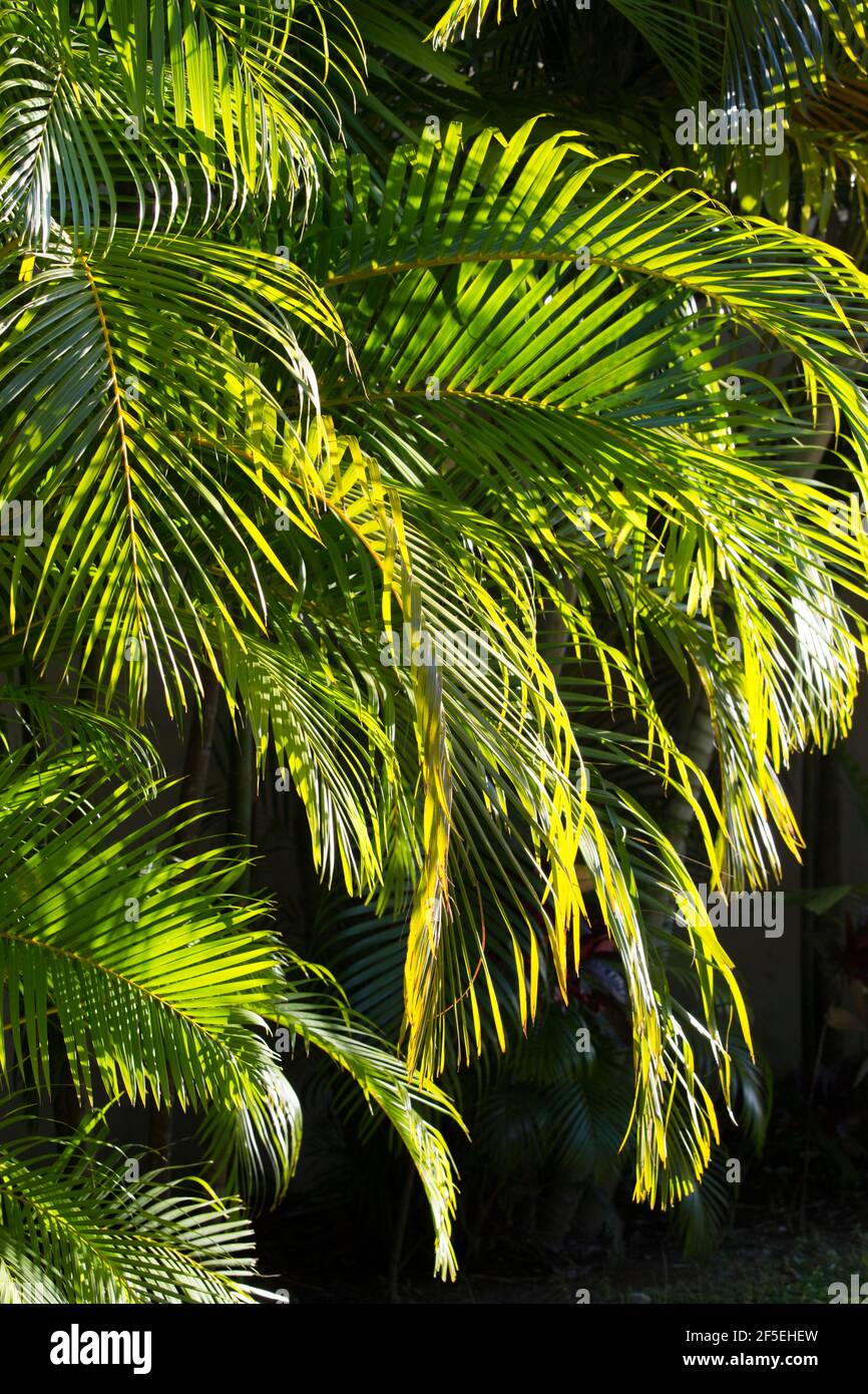 Marigot Bay, Castries, St Lucia. Backlit areca palm fronds at sunrise. Stock Photo