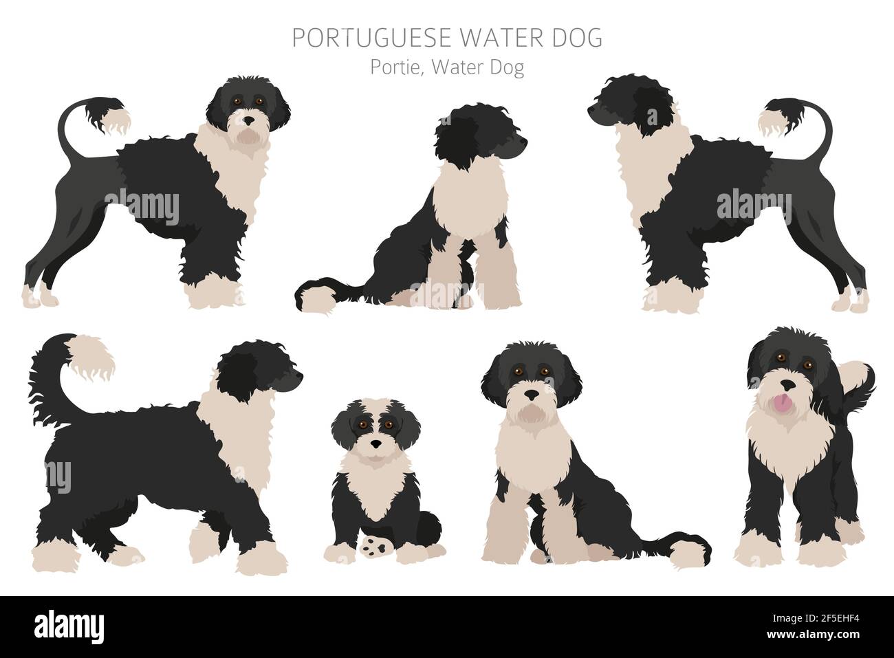 Portuguese water dog clipart. Different poses, coat colors set. Vector