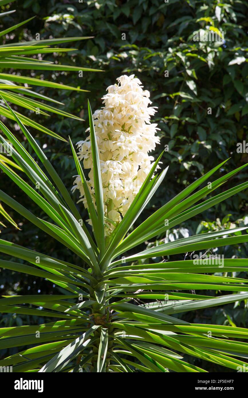 Mon Repos, Micoud, St Lucia. Flowering specimen of a common yucca, Yucca filamentosa, in the Mamiku Botanical Gardens. Stock Photo